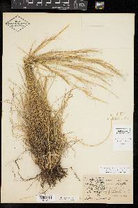 Aristida purpurea var. wrightii image