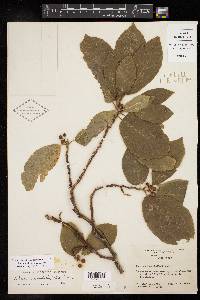 Rhamnus betulifolia image