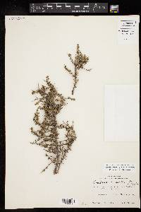 Condalia ericoides image