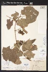 Vitis cinerea var. helleri image