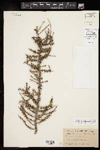 Condalia ericoides image