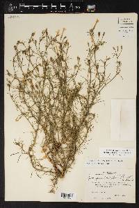 Ipomopsis laxiflora image