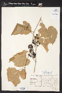 Vitis cinerea image