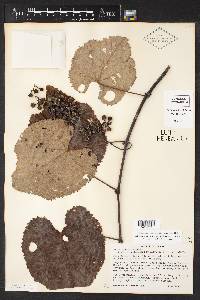 Vitis cinerea image
