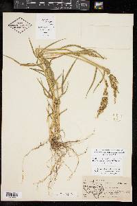 Urochloa fusca image