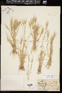 Bromus madritensis image