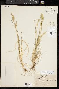 Bromus catharticus image