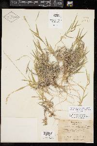 Urochloa ciliatissima image