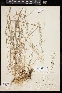 Bouteloua curtipendula var. curtipendula image