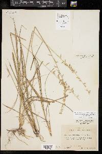 Bouteloua curtipendula var. curtipendula image