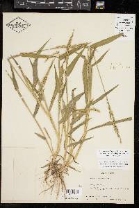 Urochloa texana image