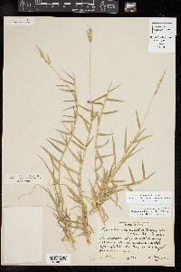 Urochloa ciliatissima image