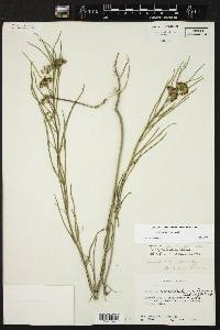 Asclepias linearis image