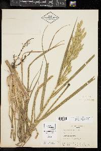 Bromus catharticus image