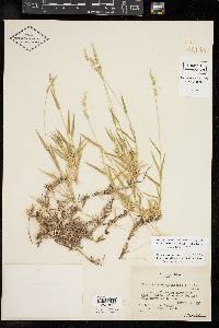 Urochloa ciliatissima image