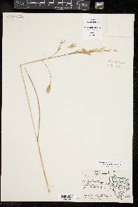 Bromus catharticus image