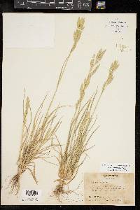 Bromus catharticus image