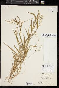 Urochloa fusca image