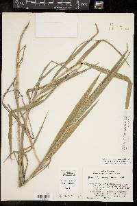 Bromus lanatipes image