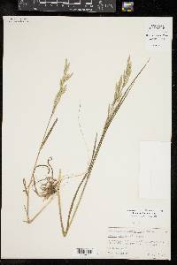 Bromus catharticus image