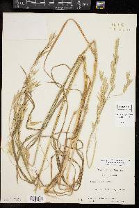 Bromus catharticus image