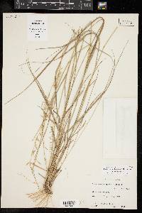 Bouteloua curtipendula var. curtipendula image