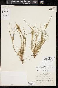 Cenchrus spinifex image