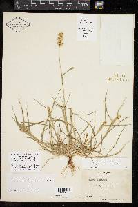 Cenchrus spinifex image