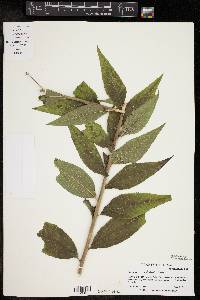 Vernonia baldwinii image