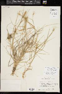 Cenchrus spinifex image