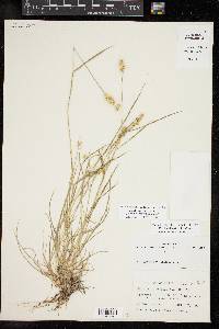 Cenchrus spinifex image