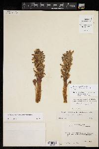 Orobanche riparia image