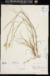 Cenchrus spinifex image