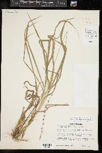 Chasmanthium sessiliflorum image