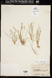 Catapodium rigidum image