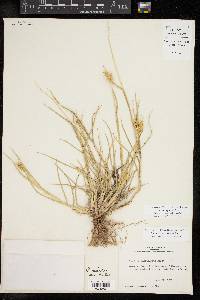 Cenchrus spinifex image