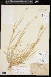 Cenchrus spinifex image