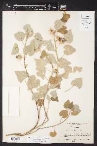 Abutilon wrightii image