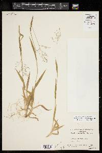 Dichanthelium laxiflorum image