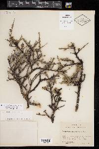 Leucophyllum minus image