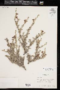 Leucophyllum minus image