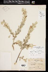 Leucophyllum frutescens image