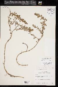 Bacopa monnieri image