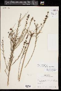Agalinis fasciculata image