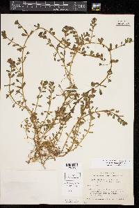 Bacopa monnieri image