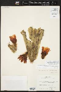 Echinocereus enneacanthus var. brevispinus image