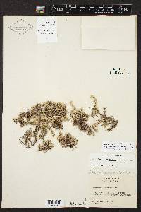 Selaginella peruviana image