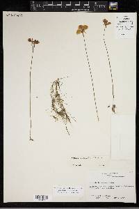 Utricularia cornuta image