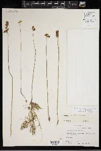 Utricularia cornuta image