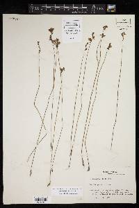 Utricularia juncea image